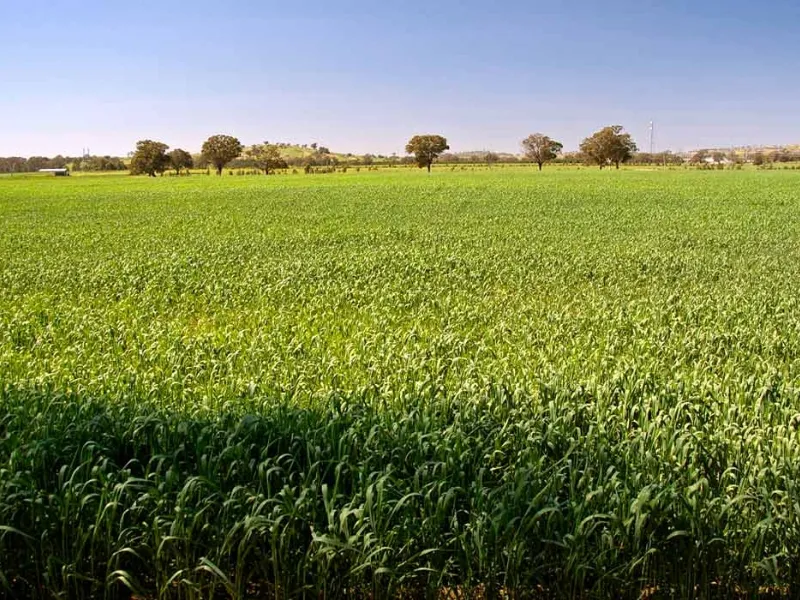 terreno agricolo