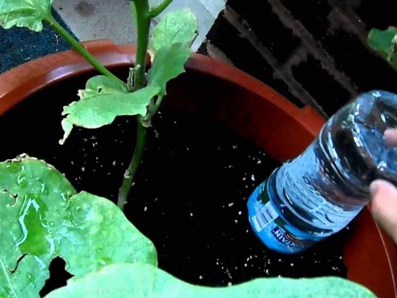 Innaffiare le piante con le bottiglie di plastica