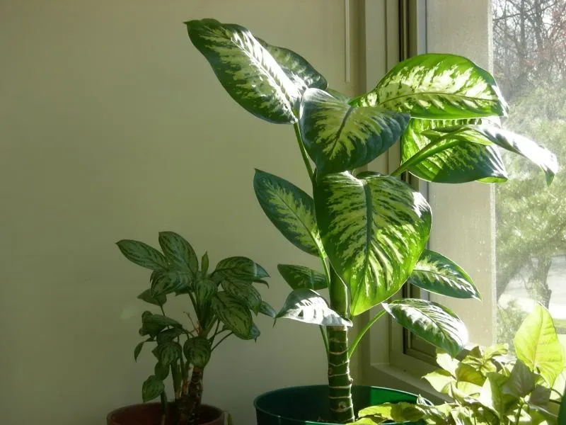 Piante da appartamento nomi
