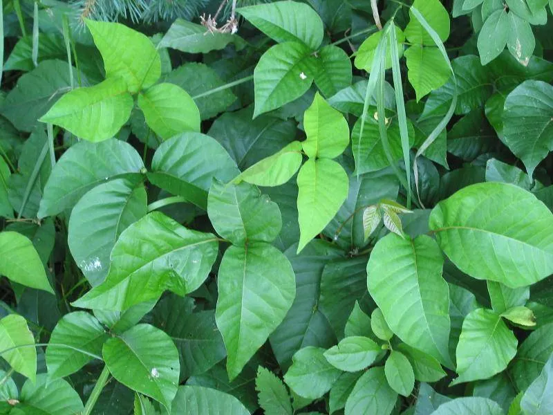edera velenosa