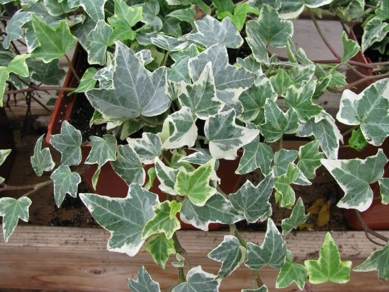 Gloire de Marengo edera