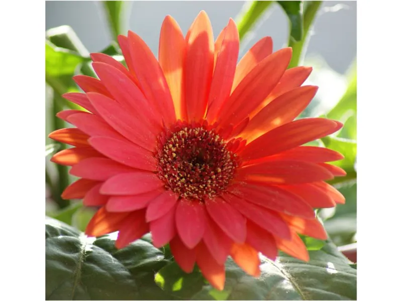 Gerbera