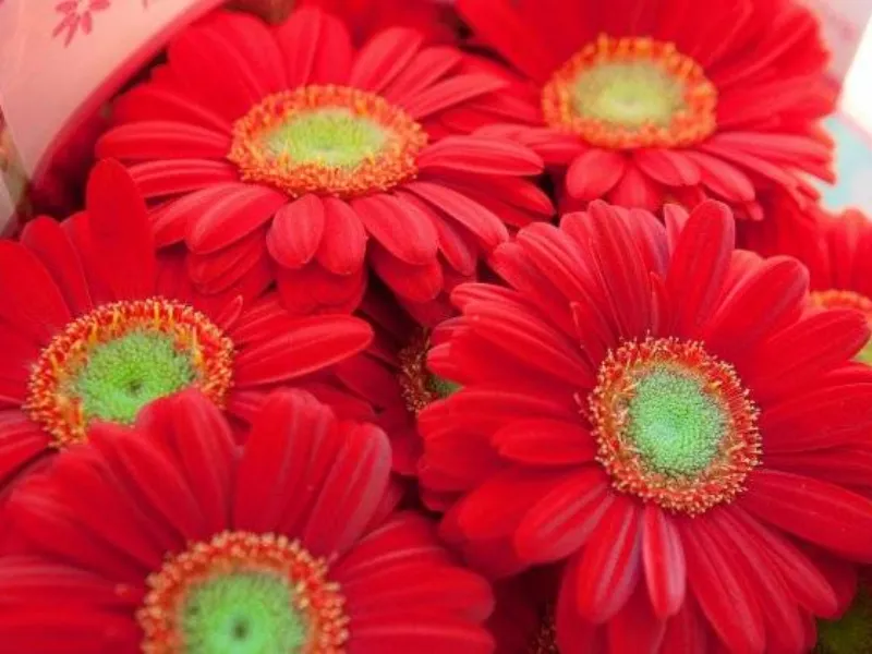 gerbera colorata