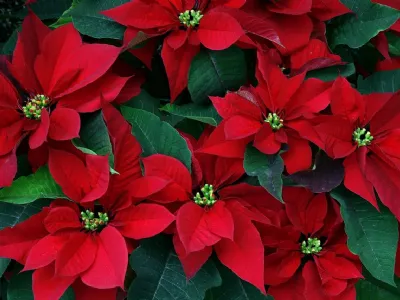 stella di natale fiorita