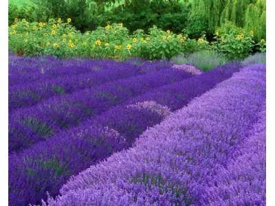 Pianta di lavanda