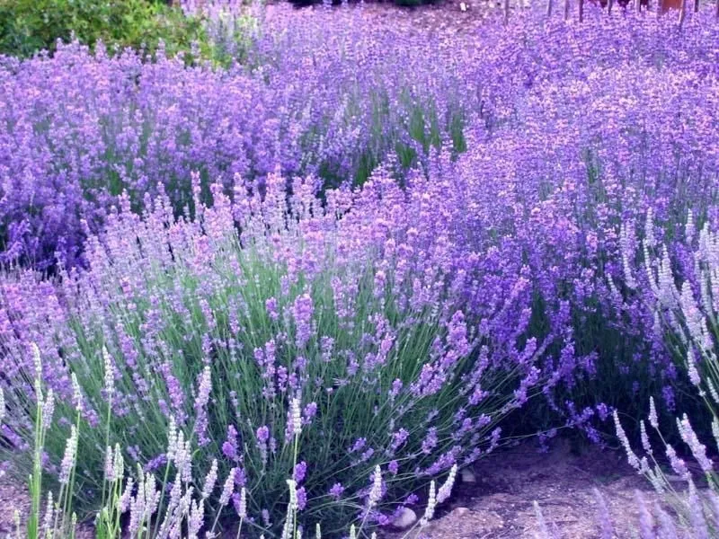 Piantare la lavanda