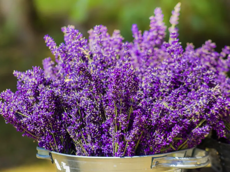 Lavanda in vaso