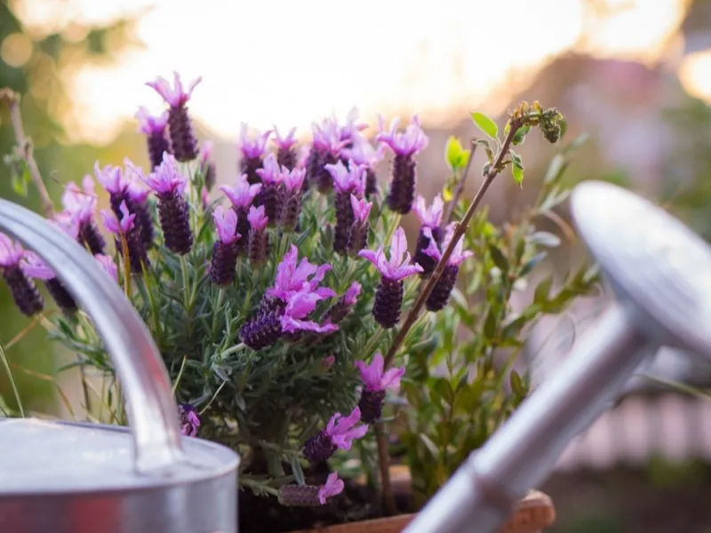 Come curare la lavanda