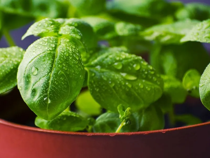 Il basilico è un efficace antizanzara naturale