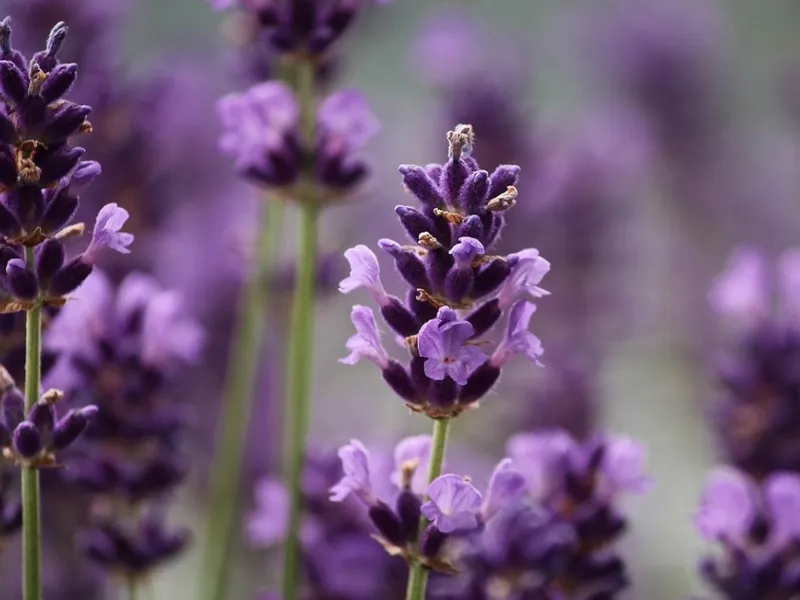 Il delicato profumo della lavanda non piace alle zanzare