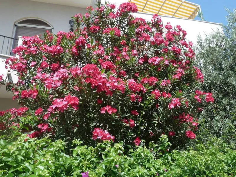 oleandri