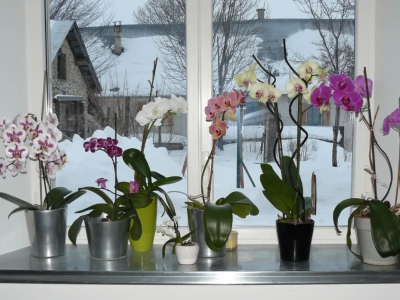 Come curare le orchidee
