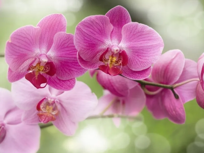 Orchidee in casa