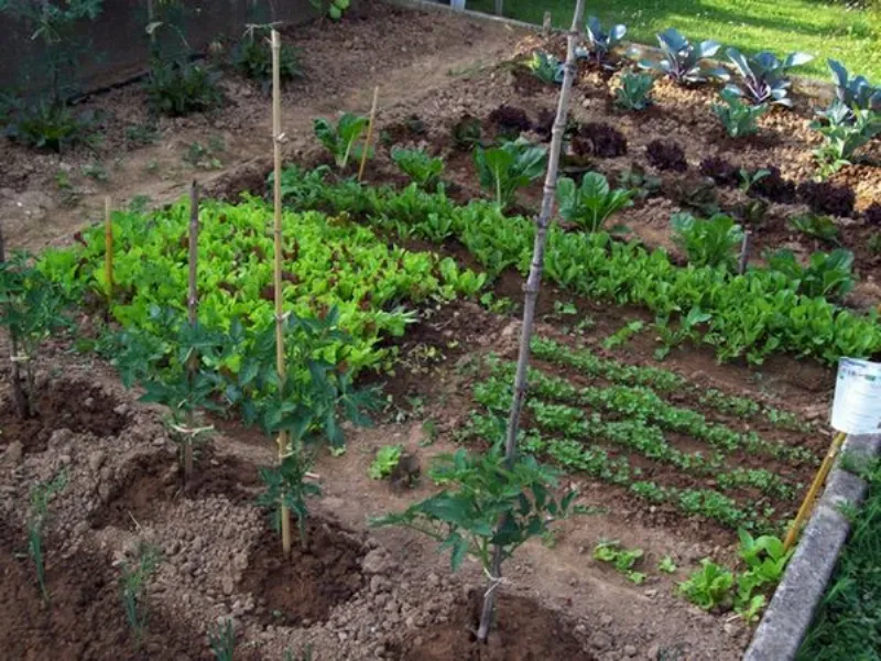 orto in giardino