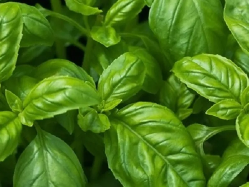 basilico