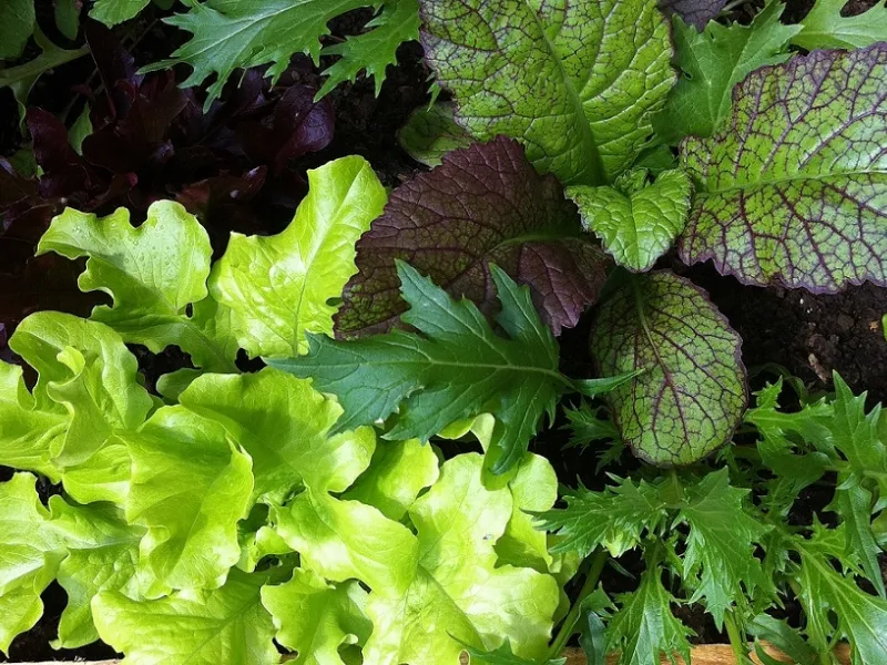 insalata coltivata in vaso