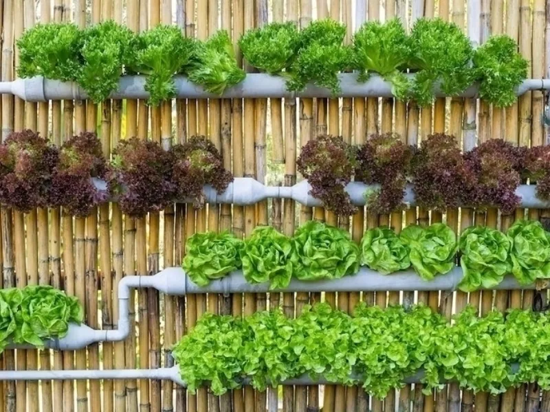 Orto verticale cosa piantare