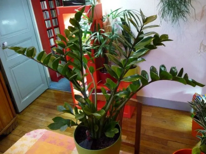 Piante verdi da appartamento