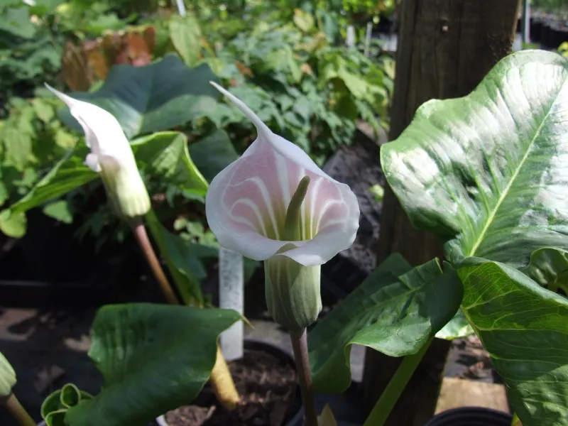 Arisaema fiorita