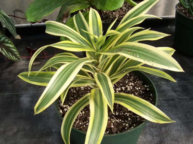 Foto di Dracaena