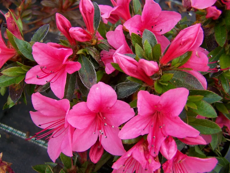 L'azalea, pianta pericolosa per il gatto