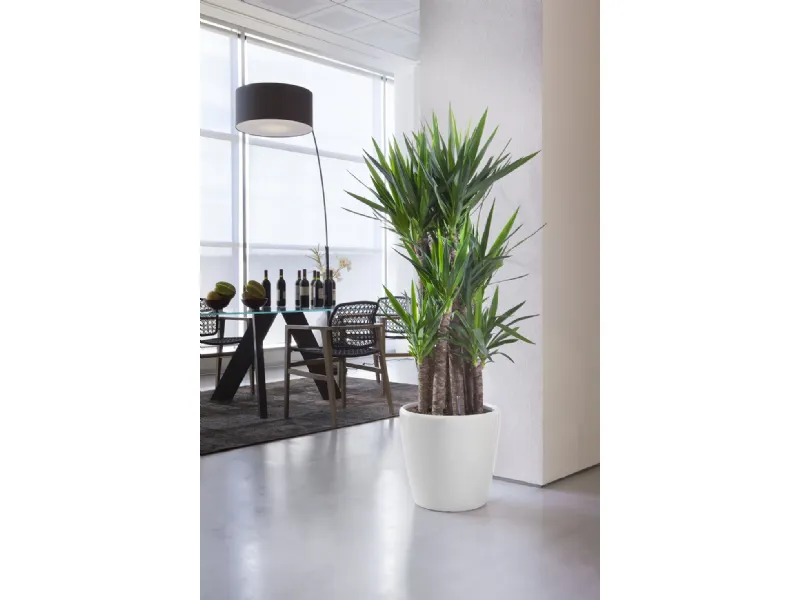 Piante da appartamento arredo