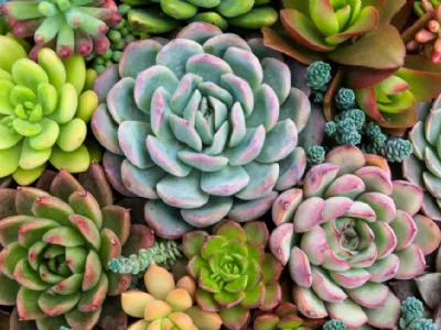 Echeveria, per un balcone verde tutto l'anno
