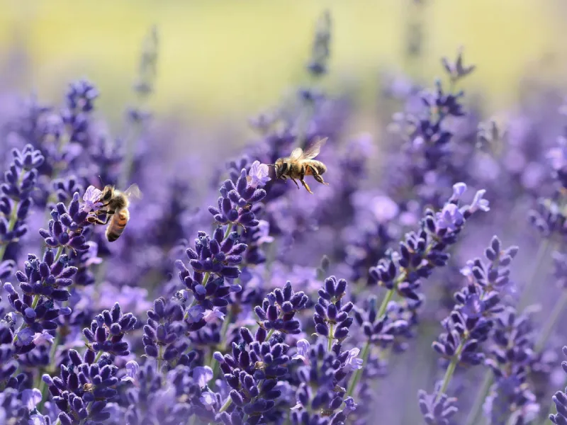 La forza, bellezza e resistenza della lavanda