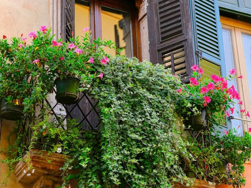 L'edera, una compagna indistruttibile del nostro balcone