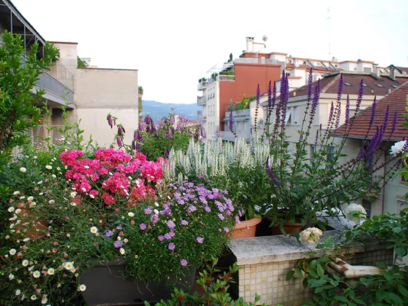 piante sul terrazzo