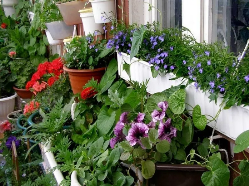 Piante da balcone