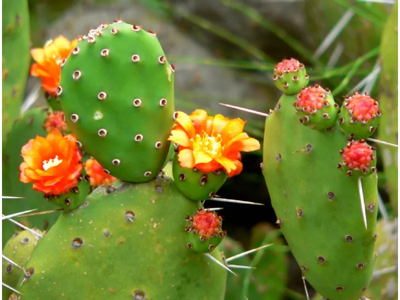 opuntia