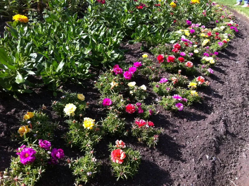 Piante grasse con fiori
