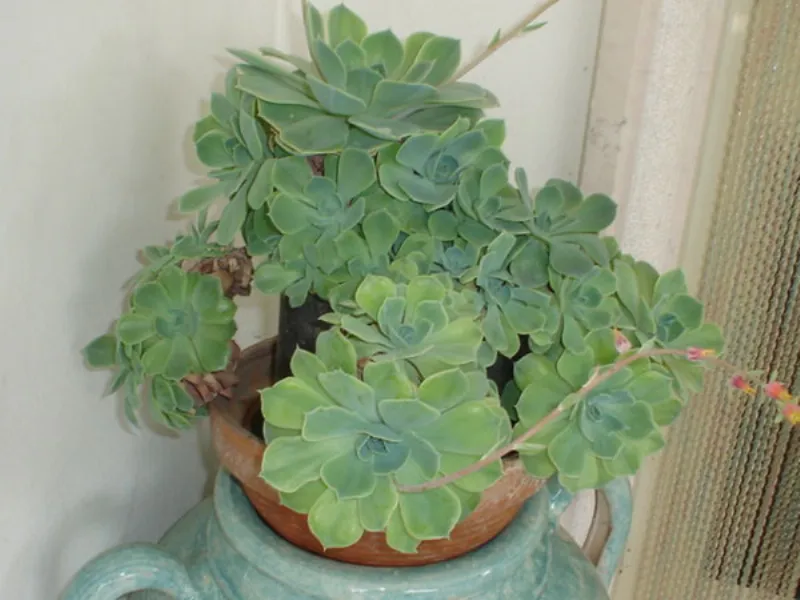 pianta grassa vaso