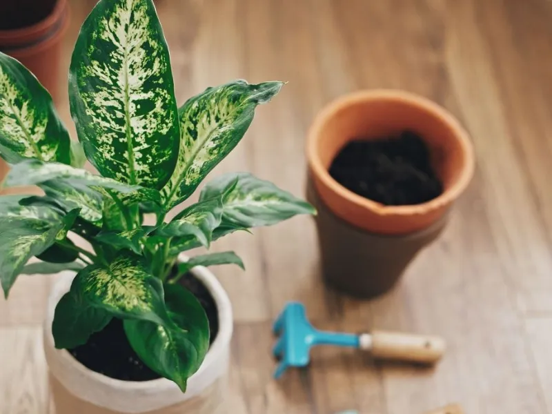 Con le sue grandi foglie la Dieffenbachia cattura gli agenti inquinanti