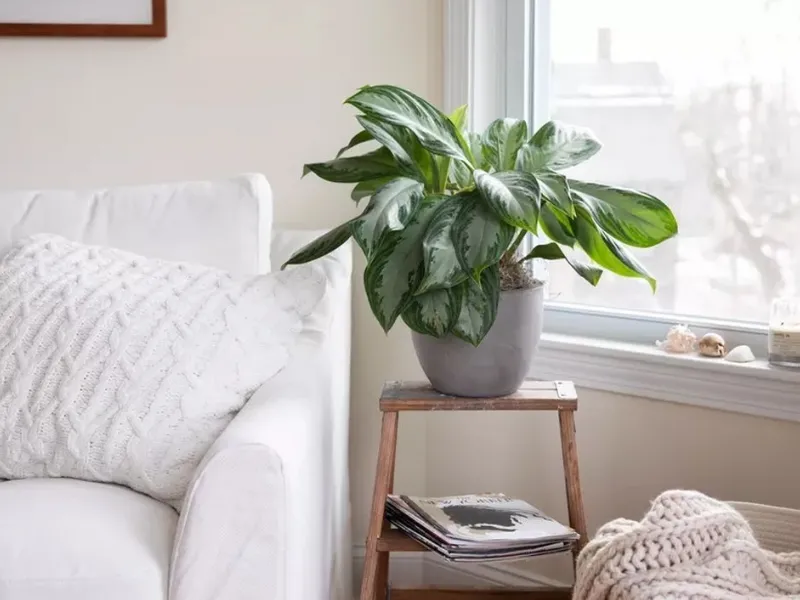 L'Aglaonema filtra diversi VOC