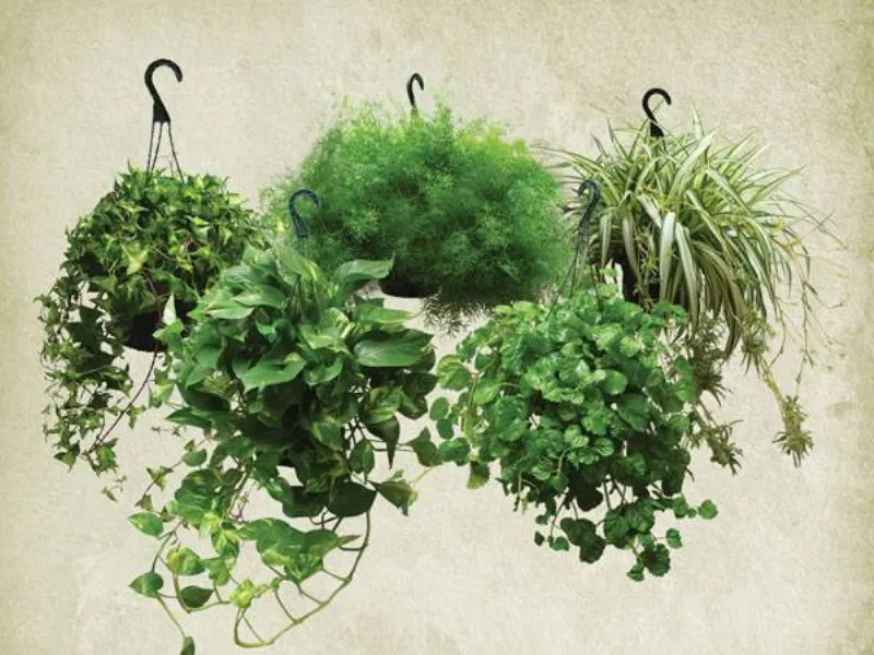 piante ornamentali
