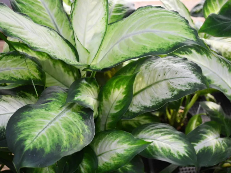Piante ornamentali da appartamento