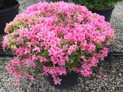 azalea