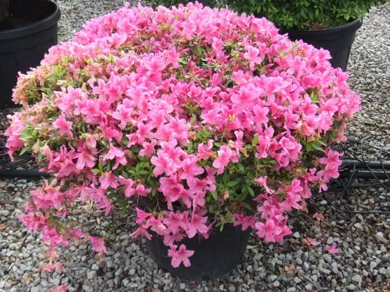 azalea