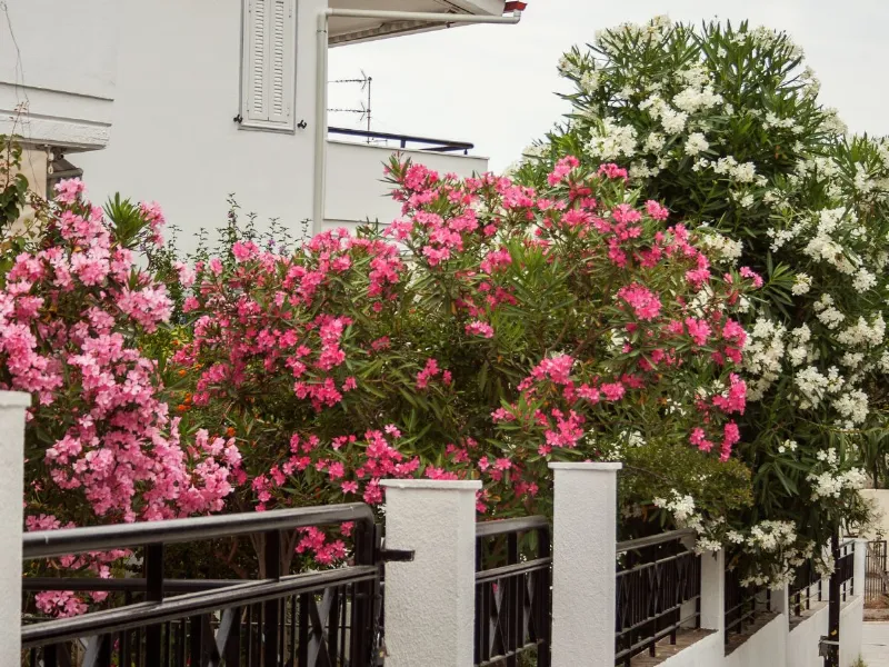 Piante di Oleandro in fiore