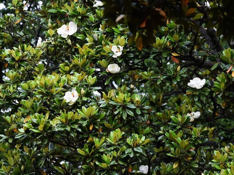 Magnolia grandiflora