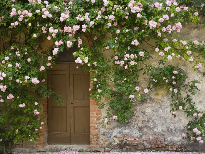 Come potare rose rampicanti