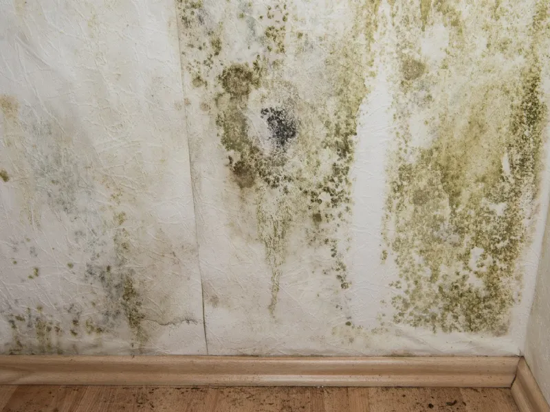 Come prolifera la muffa in casa, cause e conseguenze 
