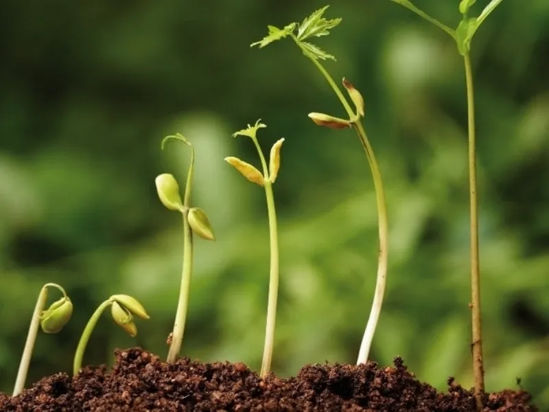 progetto giardino