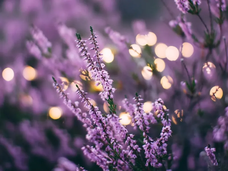 Lavanda