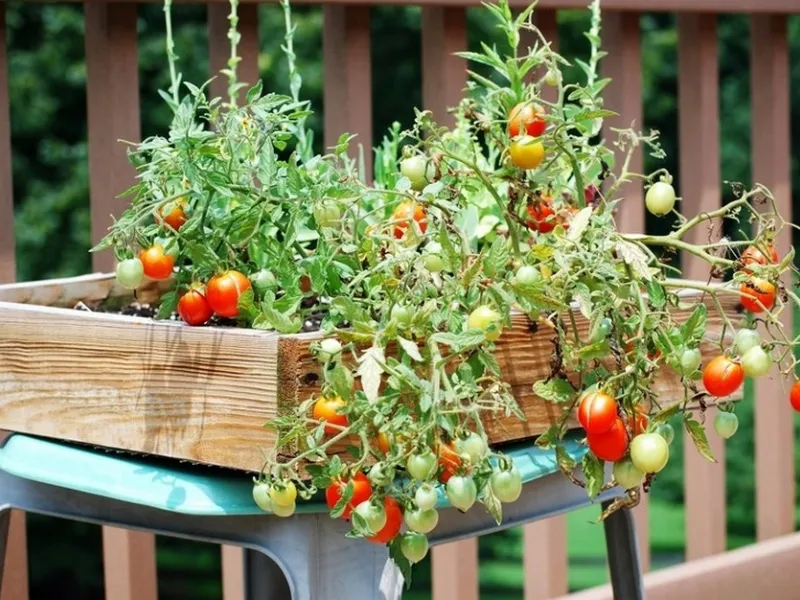 pomodorini coltivati sul balcone