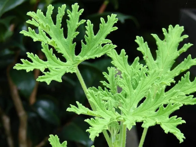 Rimedi zanzare, la citronella