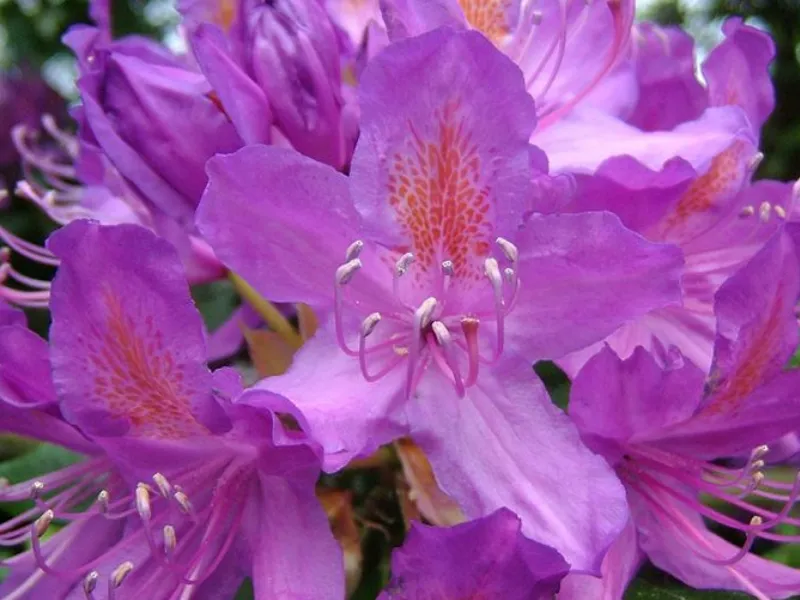 Fiore rododendro