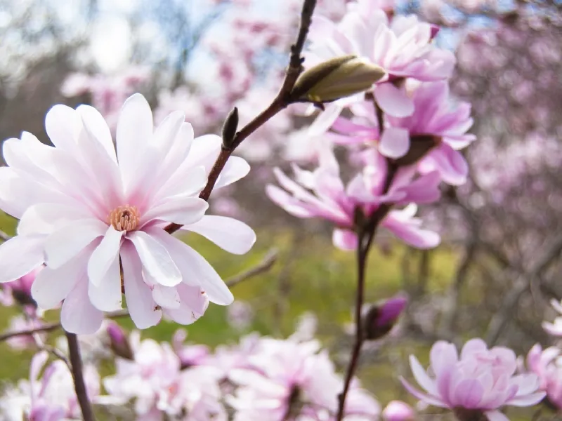 fiori di magnolia stellata